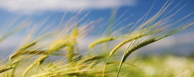 夏天的风是什么颜色的 夏天的风是什么颜色的冬天的风是什么颜色的