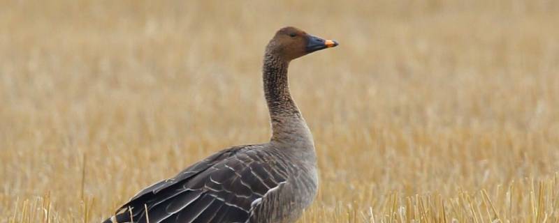 鄱阳湖冬季候鸟种类（鄱阳湖冬夏候鸟时间分布特征）