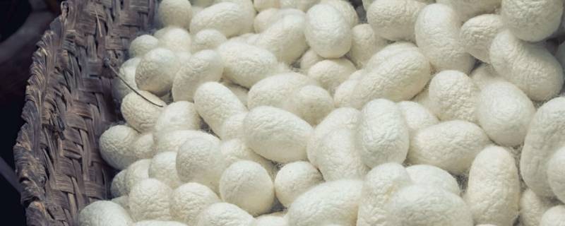 黄金丝和桑蚕丝的区别 什么是黄金桑蚕丝