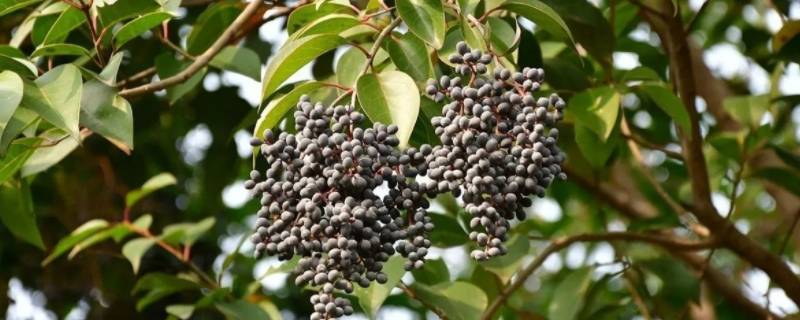 女贞子做枕头用蒸熟吗（用女贞子做枕头有哪些用处）