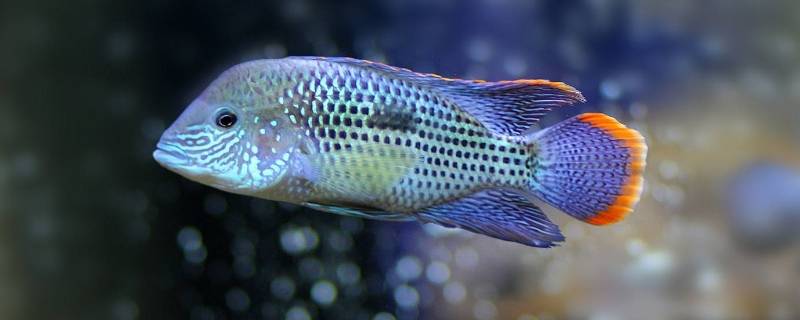 鱼鳃是哪个部位（鱼鳃是什么部位）