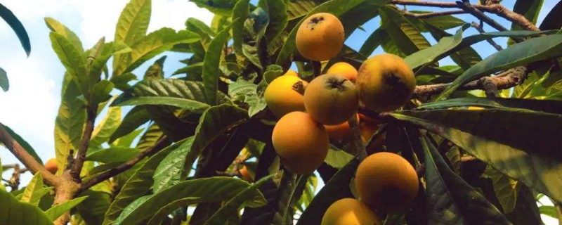 枇杷是什么水果 枇杷是什么水果图片