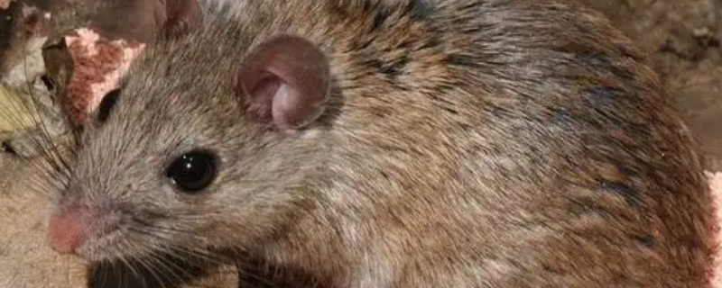 老鼠吃啥（老鼠吃啥药可以死）