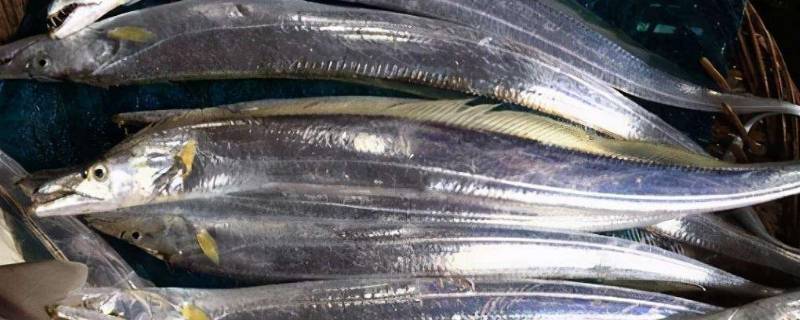 带鱼分几种类 带鱼的种类和区别