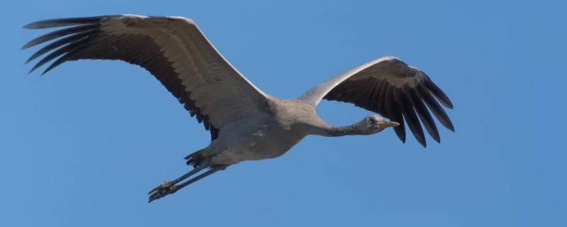 黄河口有几种鹤 白色黄嘴的鹤