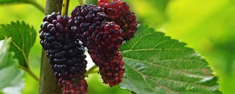 世界上的水果有哪些 世界上的水果有哪些英文