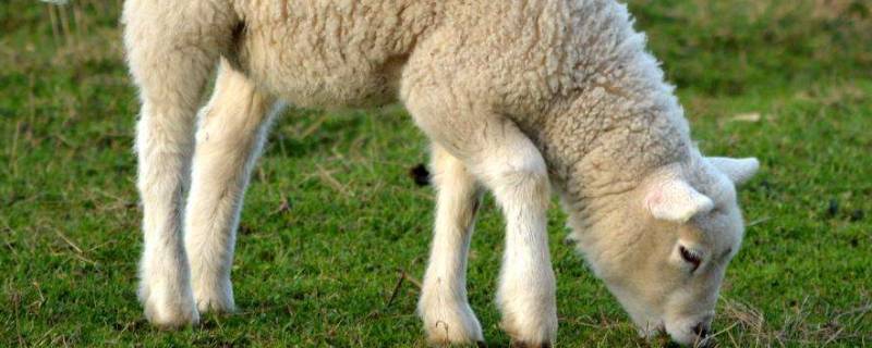 羊毛会起静电吗 纯羊毛会起静电吗?