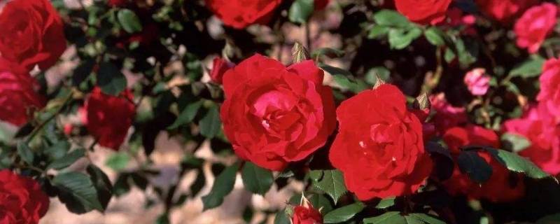 玫瑰的花语与寓意是什么（蓝色玫瑰的花语与寓意是什么）