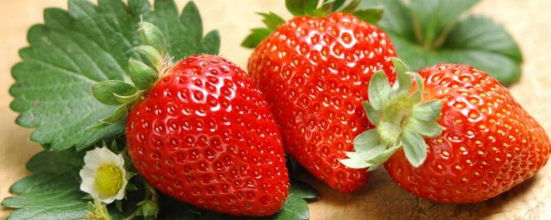 零下草莓放车里会冻坏吗 草莓放车上冻了怎么办