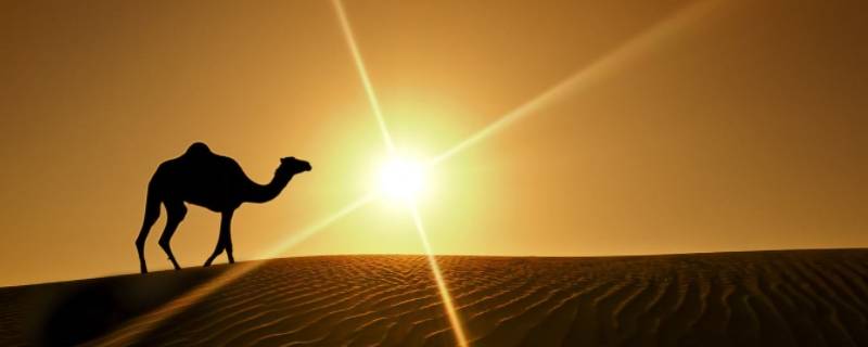 西域是新疆吗（西域就是现在的新疆吗）