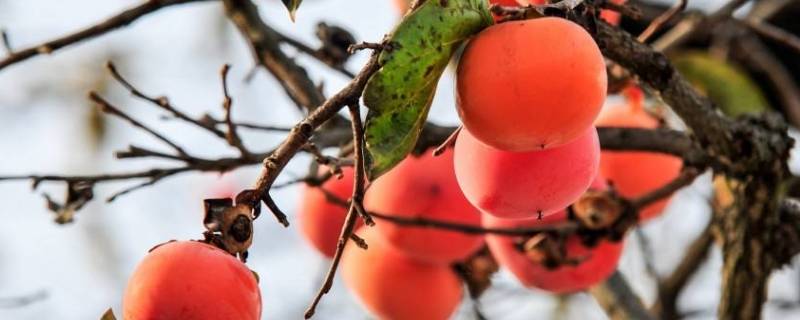 柿子能放冰箱吗（柿子放冰箱可以吗）