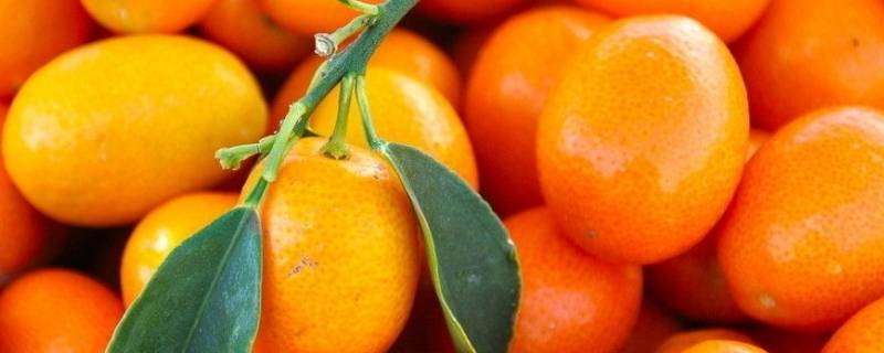 南方过年为什么放橘子 过年带橘子的原因