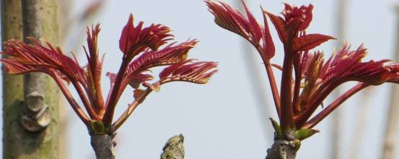 香椿树主要分布在（香椿树主要分布在长江）