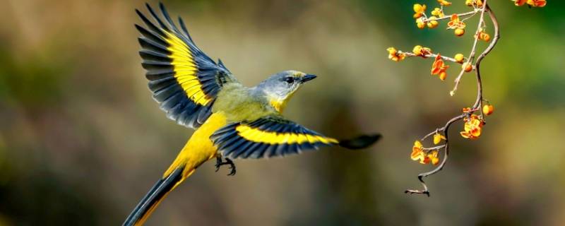 鸟是怎么叫的（百灵鸟是怎么叫的）