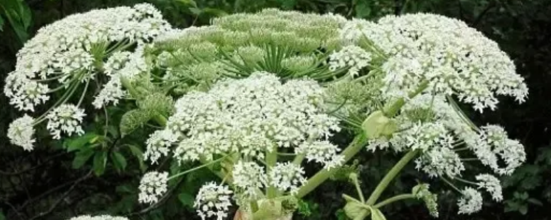 中国有大豕草吗（中国有什么草）