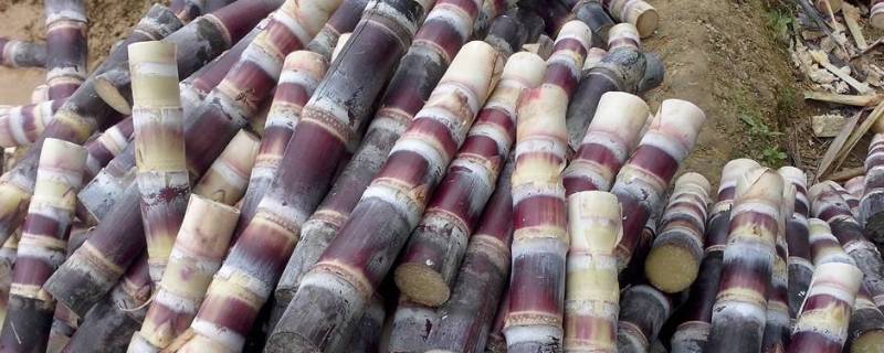 甘蔗吃不完怎么保存（甘蔗当天没吃完,怎么保鲜）