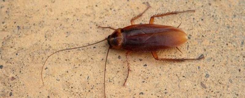 冬天蟑螂会出来活动吗 冬天蟑螂会出现吗