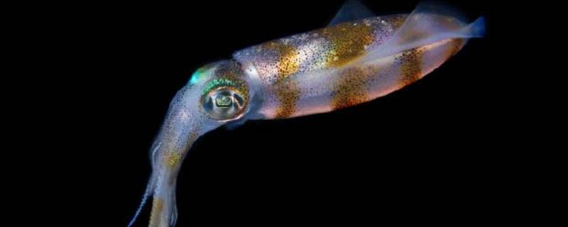 软丝是什么鱼 鱼丝是什么鱼做的