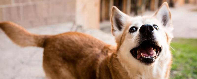 宠物快递公司有哪些（宠物快递公司有哪些手机号）