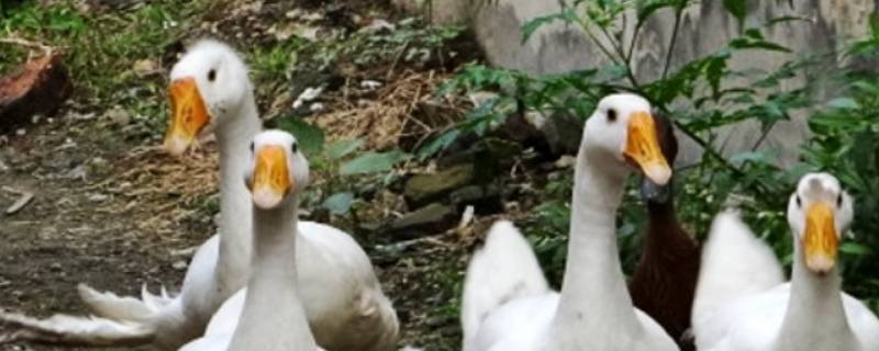 鸭和鹅的区别（北京鸭和鹅的区别）