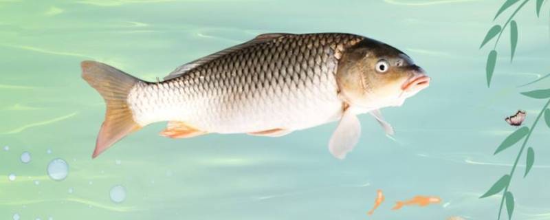 杀了鲤鱼可以放几天吗（鲤鱼死了可以放一天吗）