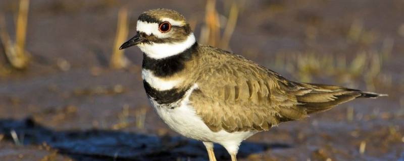 鸻鸟是什么鸟（鲣鸟是什么鸟）