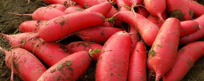 大雪节气吃啥（大雪节气吃啥好）