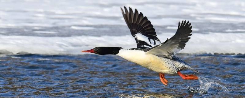 鸟中熊猫有哪些 什么鸟被称为鸟中熊猫