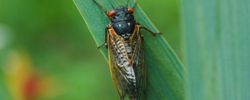 夏天夜晚有什么昆虫在叫（夏天的夜晚都有什么昆虫在叫）