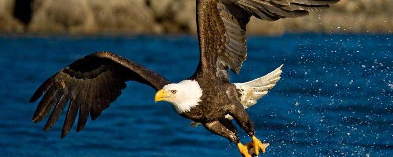 老鹰为什么打不过猫头鹰（老鹰和猫头鹰是天敌吗）