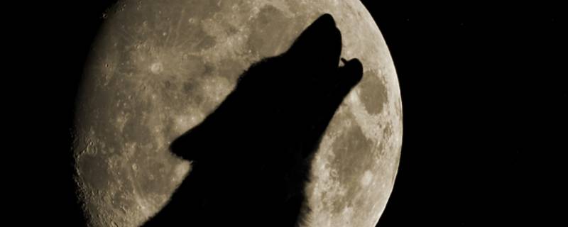 北方有狼族吗 狼是北方的吗