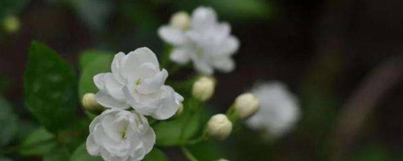 茉莉花香是什么味道 茉莉花香是什么香味