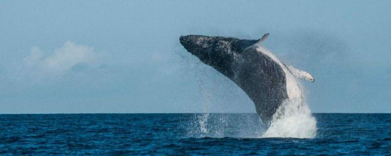 鲸鱼临死前为什么要跳出水面 鲸鱼死的时候为什么要跳出水面