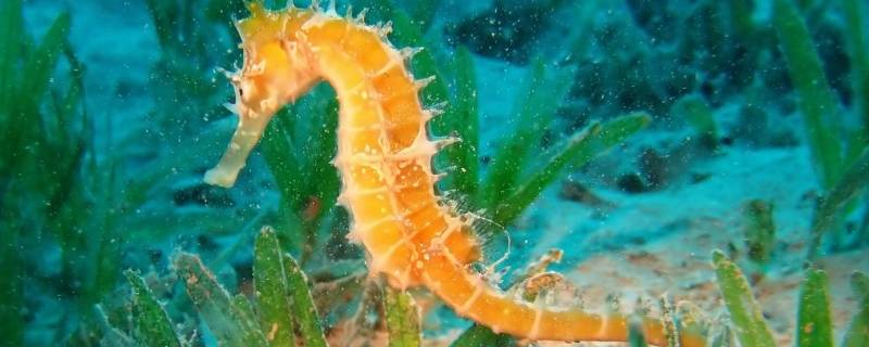 三斑海马和普通海马有什么区别（三斑海马和普通海马的功效一样吗）