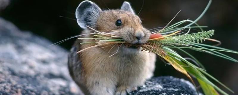 老鼠贴怎么放才容易抓老鼠 怎样放老鼠贴容易抓到?