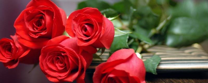 红玫瑰指的是什么人（红玫瑰指的是什么女人）