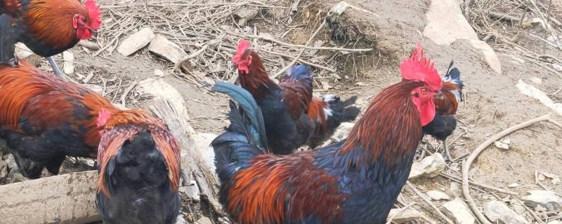 线鸡和公鸡有什么区别（线鸡是公鸡吗）