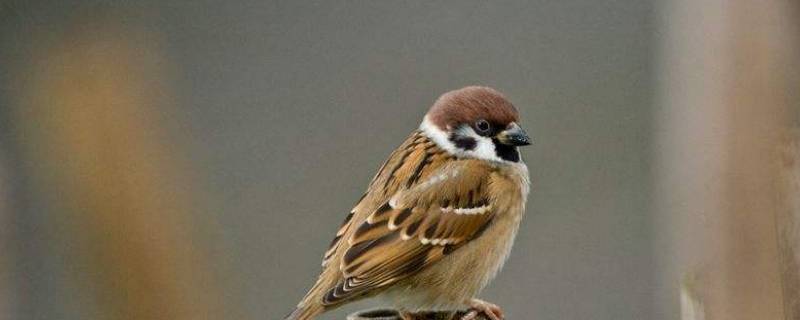 麻雀的生活特点是什么（麻雀的生活特点则是什么）