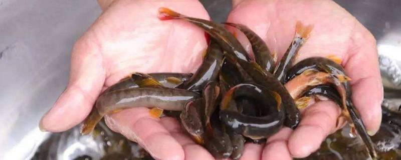 像泥鳅的鱼叫什么（像泥鳅的鱼叫什么透明）