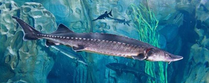 中华什么鱼（有一种鱼叫中华什么鱼）