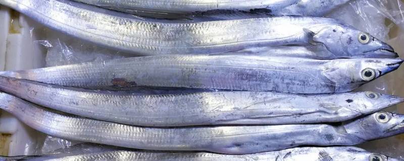 带鱼为啥一出水就死了 带鱼为什么一出水就死了