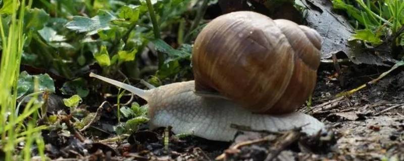 蜗牛的血是什么颜色的（蜗牛的血是什么颜色的呢）