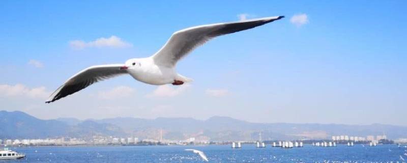 海鸥可以吃吗（海鸥不能吃吗）