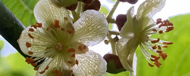猕猴桃花有味道吗 猕猴桃有味道正常吗?
