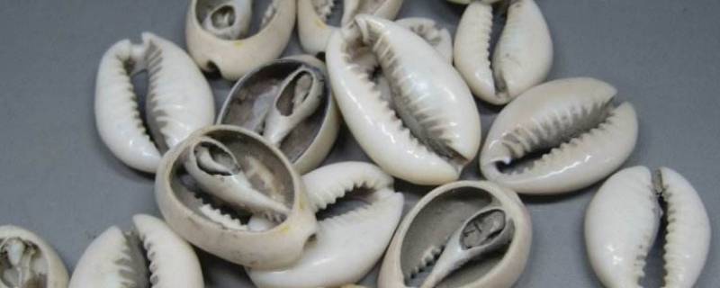 海贝是什么 海贝是什么意思