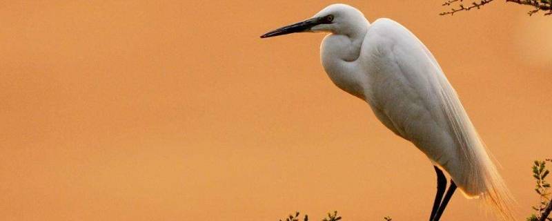 白鹭是怎么睡觉的（白鹭怎样睡觉?）