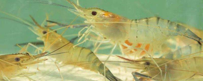 虾直接冷冻还是加水冷冻（虾是放水冻还是直接冻）