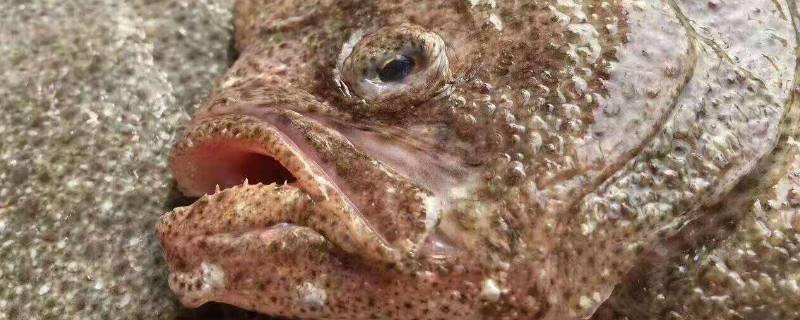 活多宝鱼怎么保存（鲜活多宝鱼怎么处理）