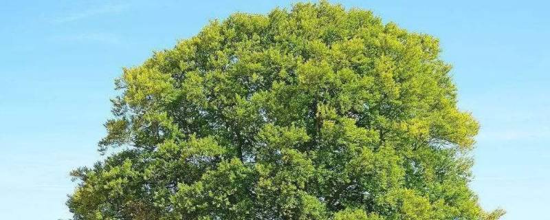 树冠是什么（树冠是什么颜色）