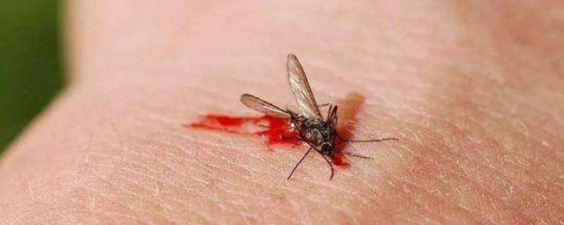 冬天的蚊子怎么去除（冬天家里有蚊子怎么消灭掉）